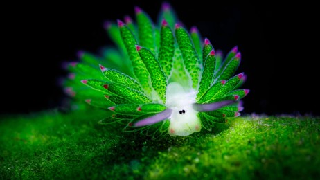Solar Powered Sea Slug Wallpaperhub